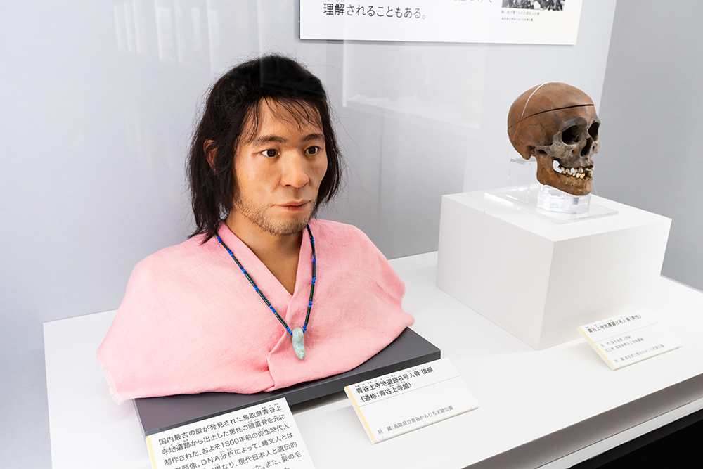 青谷上寺地遺跡8号人骨(男性)とその復顔(青谷上寺朗)鳥取県青谷かみじち史跡公園蔵